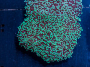 Frogspawn