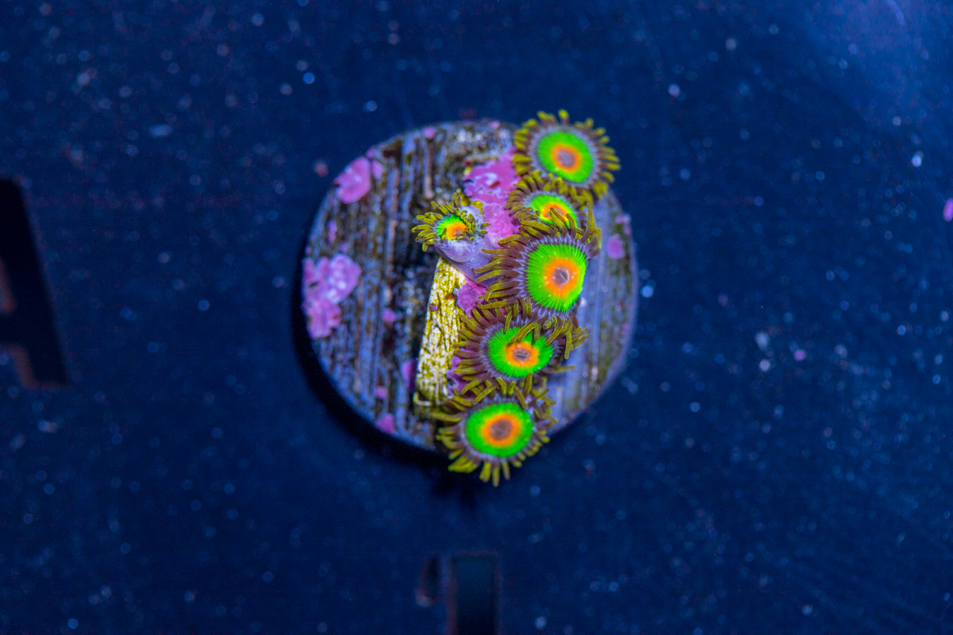 Zoanthids - Rasta 1 Zoanthids - Rasta