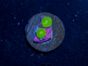 Zoanthids - Frankie's Flu