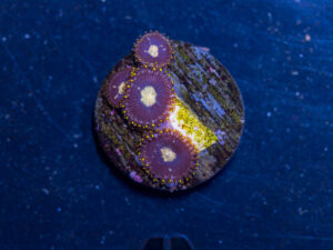 Zoanthids