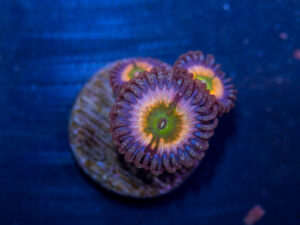 Zoanthids - Hyper Rainbow