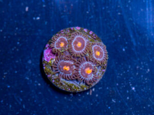 Zoanthids - Blow Pop