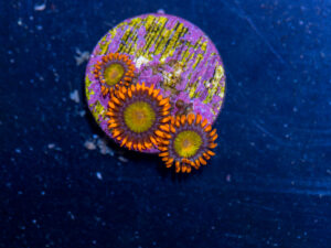 Zoanthids - Mandarin Orange
