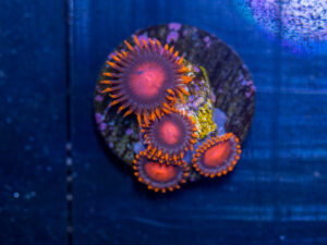 Zoanthids - Bam Bam