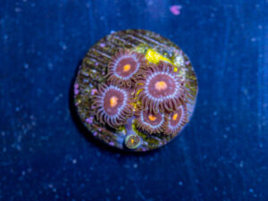 Zoanthids - Blow Pop