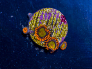 Zoanthids - Mandarin Orange