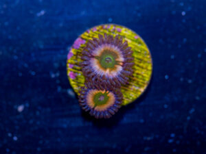 Zoanthids - Hyper Rainbow