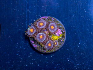 Zoanthids - Blow Pop