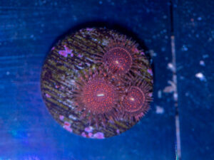 Zoanthids - Darth Maul