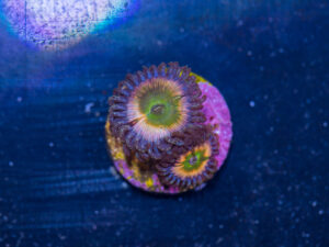 Zoanthids - Hyper Rainbow