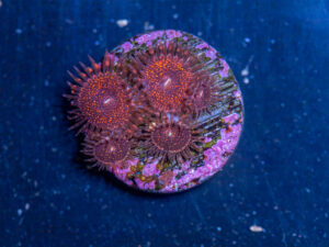 Zoanthids - Darth Maul