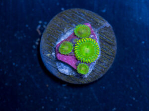 Zoanthids - Frankie's Flu