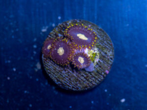 Zoanthids