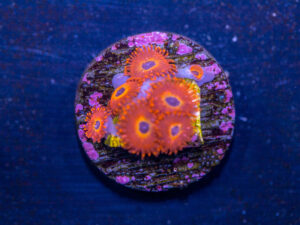 Zoanthids - Diabolique