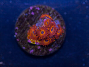 Zoanthids - Diabolique