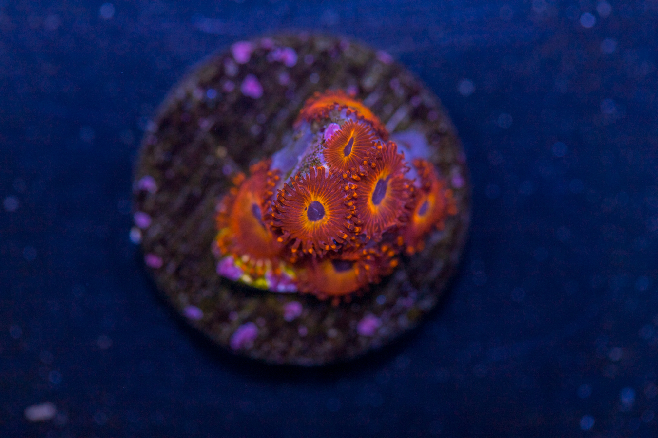 Zoanthids - Diabolique 1 Zoanthids - Diabolique