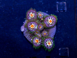 Zoanthids - Pinwheel