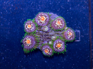 Zoanthids - Pinwheel