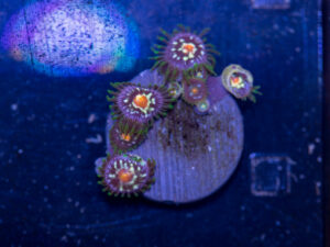 Zoanthids - Pinwheel