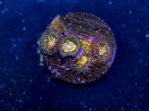 Zoanthids - Texas Grim Reaper