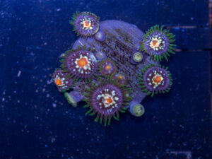 Zoanthids - Pinwheel