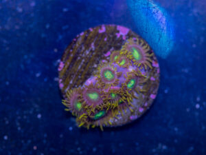 Zoanthids - Green Dragon