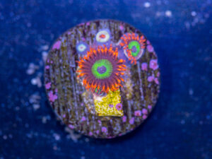 Zoanthids - Emerald on Fire