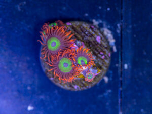 Zoanthids - Emerald on Fire
