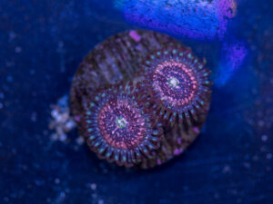 Zoanthids - Pink Zipper