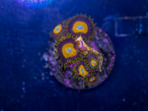 Zoanthids - LA Laker