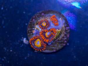 Zoanthids - Fruit Loop