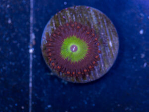 Zoanthids - Candy Apple