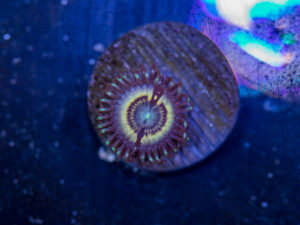 Zoanthids - Petroglyph