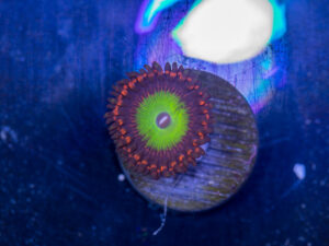 Zoanthids - Candy Apple