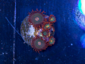 Zoanthids - Gatorade