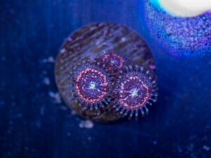 Zoanthids - Pink Zipper