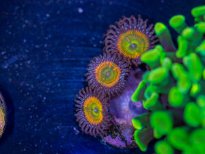Zoanthids - Sunny D