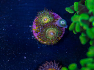 Zoanthids - Texas Grim Reaper