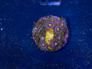 Zoanthids - Green Dragon