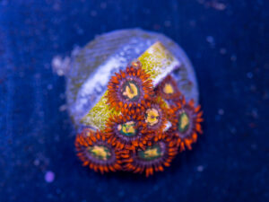 Zoanthids - Flaming Sun