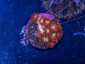 Zoanthids - Flaming Sun