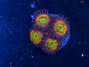 Zoanthids - Sunny D