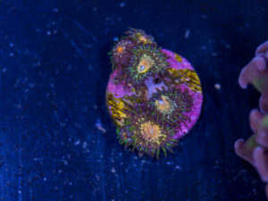 Zoanthids - Texas Grim Reaper