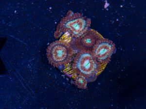 Zoanthids - White Zombie