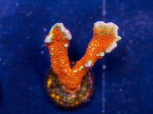 Montipora - Forest Fire Digitata