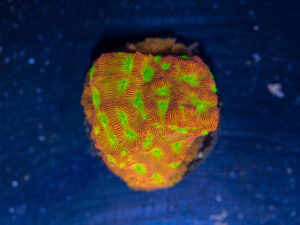 Leptoseris - Jack O Lantern