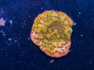 Montipora - Phoenix Danae