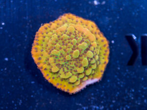 Montipora - Phoenix Danae