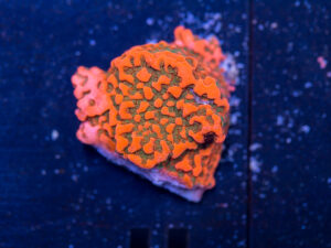 Montipora - Cherry Tree