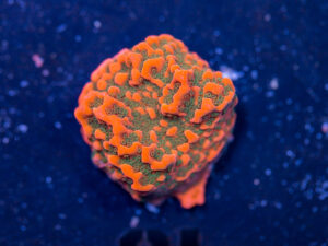 Montipora - Cherry Tree